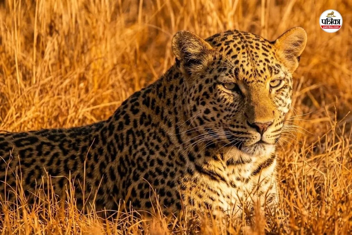 mount abu panthers pair spotted frolicking in grass