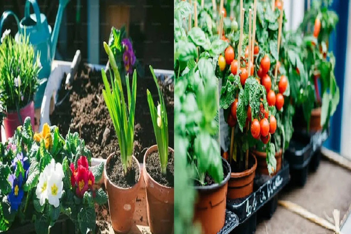 Free plants in Raipur