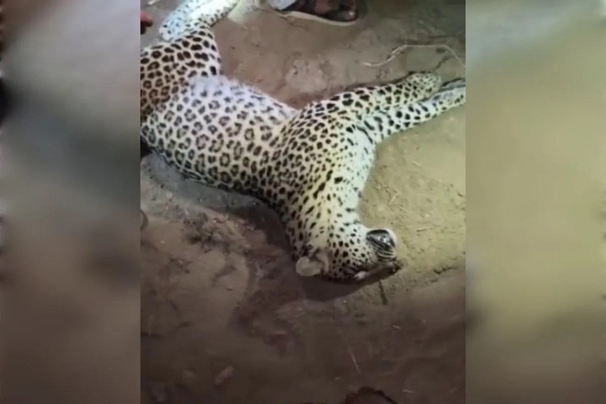 alwar raini leopard cub