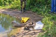 16 feet python rescue
