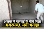siliserh lake crocodile rescue