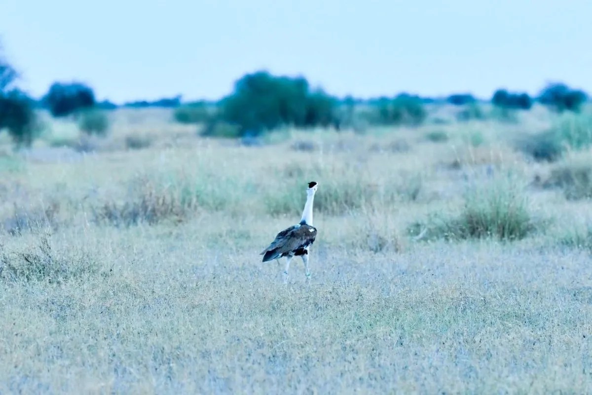 jaisalmer dnp