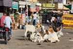 jaisalmer