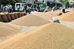 rajasthan bajra production