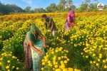 fower cultivation is changing lives farmers chittorgarh are rich