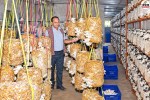 ground report rajasthan mushroom production