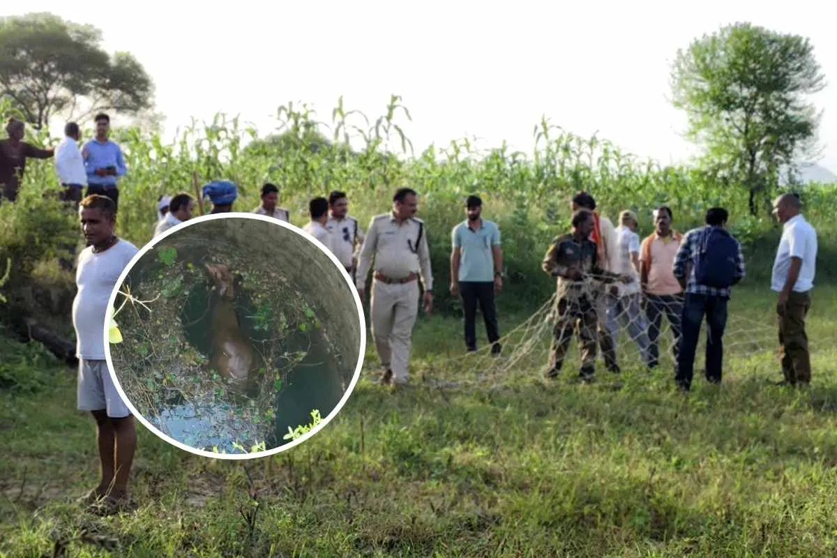 पन्ना में मौत के कुएं से निकली नीलगाय, दो घंटे मशक्कत के बाद वन अमले ने दिया नया जीवन