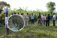 Nilgai Rescue