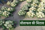 sarangpur sitafal