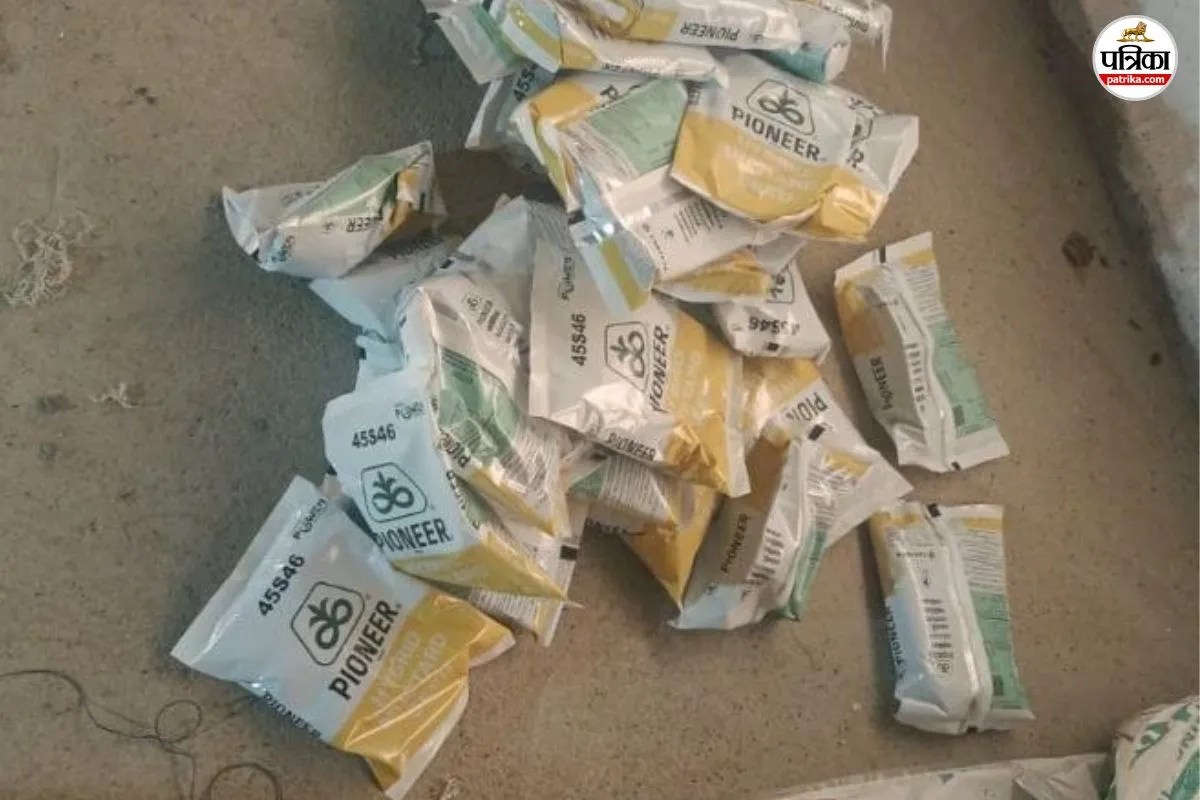 sarson seeds