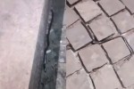 Brahminy Blind Snake