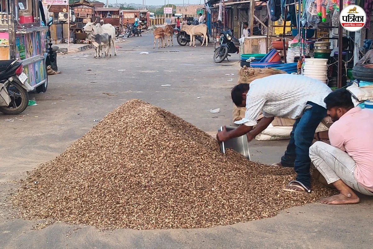 Matira seed price